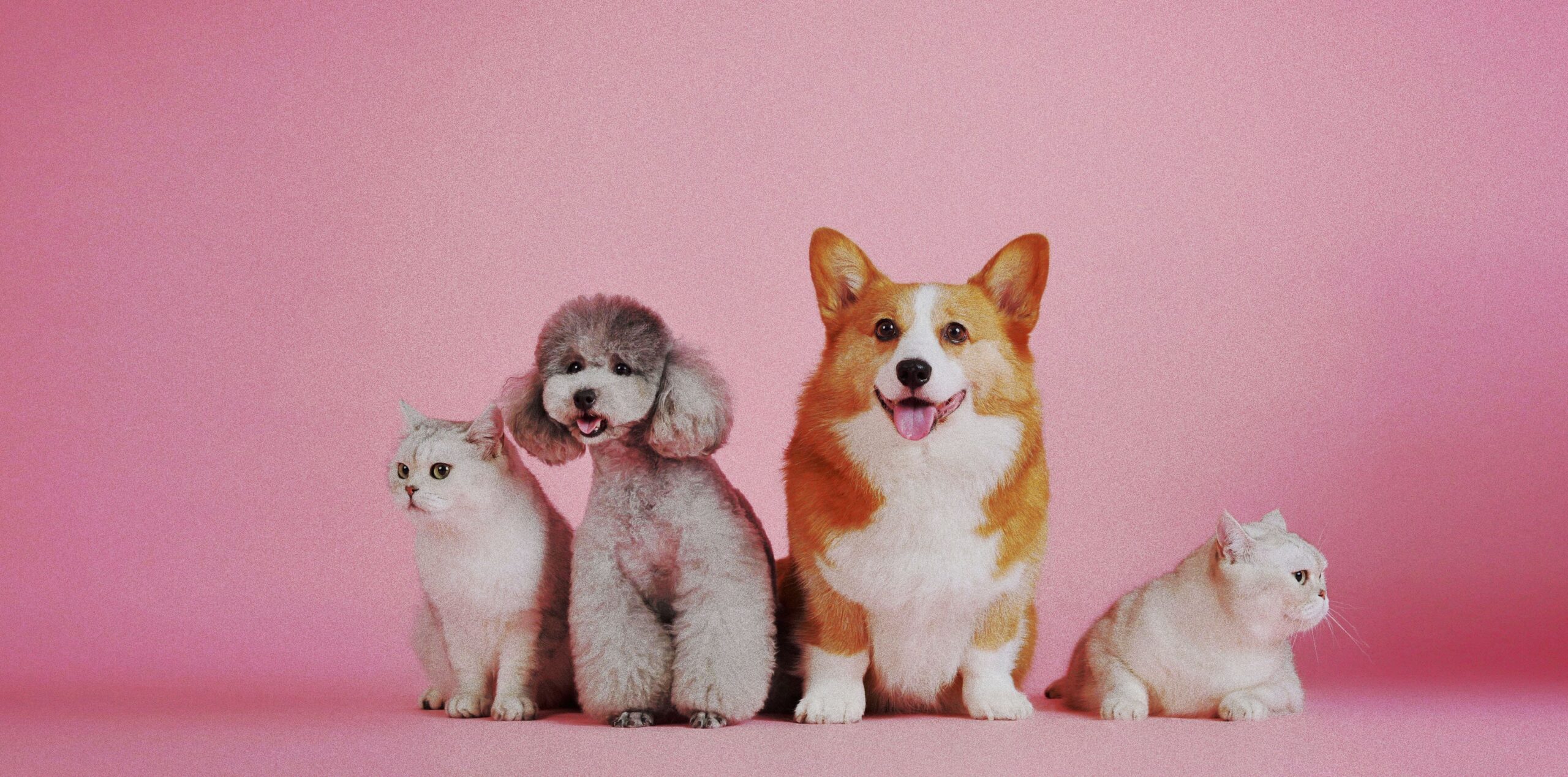 Pet Care 1