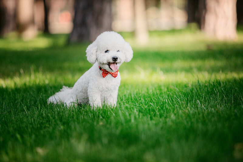 Pet care image